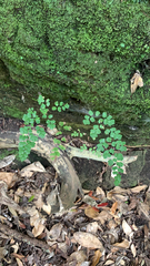 Adiantum raddianum