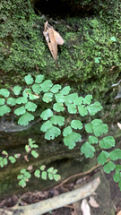Adiantum capillus-veneris
