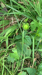 Modiola caroliniana
