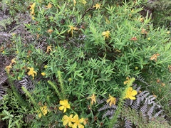Hypericum revolutum