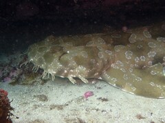 Orectolobus maculatus