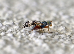 Austrotephritis poenia