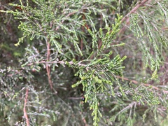 Passerina montana