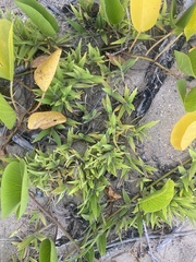 Thuarea involuta