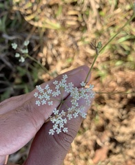 Pimpinella