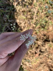 Pimpinella