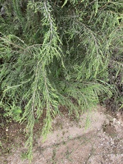 Passerina montana