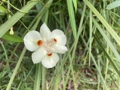 Dietes bicolor