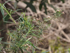 Ozothamnus ferrugineus