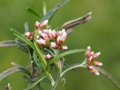 Ozothamnus ferrugineus