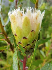 Protea mundii
