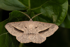 Isturgia penthearia
