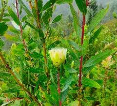 Protea mundii