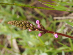 Stylidium armeria
