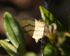Chrysolarentia correlata