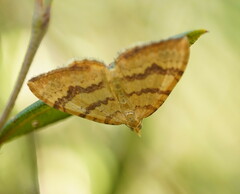 Chrysolarentia correlata