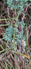 Calicotome spinosa