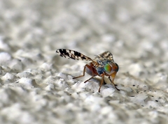 Austrotephritis poenia