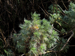 Artemisia arborescens