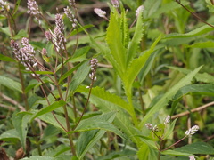 Veronica derwentiana