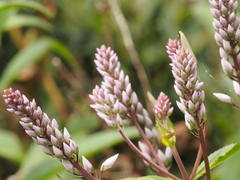 Veronica derwentiana