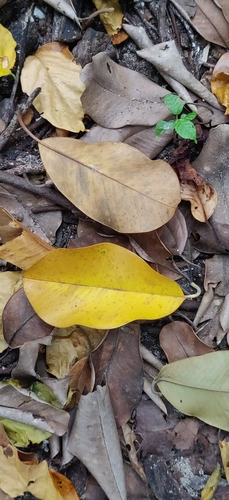 Image of Manilkara littoralis by (c) T R Shankar Raman, some rights reserved (CC BY)