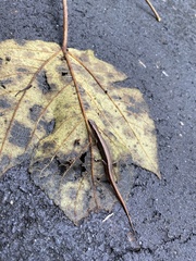 Scincella formosensis