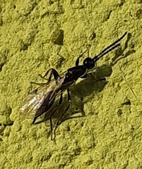 Proctotrupidae