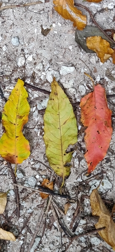 Citrine myrobalan (Terminalia citrina)
