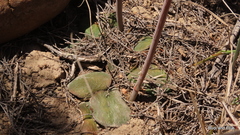 Gasteria nitida armstrongii
