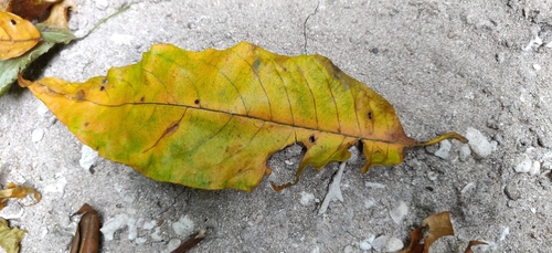Image of Terminalia citrina by (c) T R Shankar Raman, some rights reserved (CC BY)