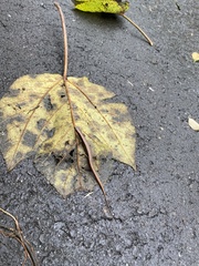 Scincella formosensis