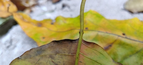 Image of Terminalia citrina by (c) T R Shankar Raman, some rights reserved (CC BY)