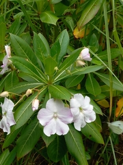 Impatiens sodenii