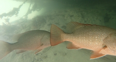 Lutjanus argentimaculatus