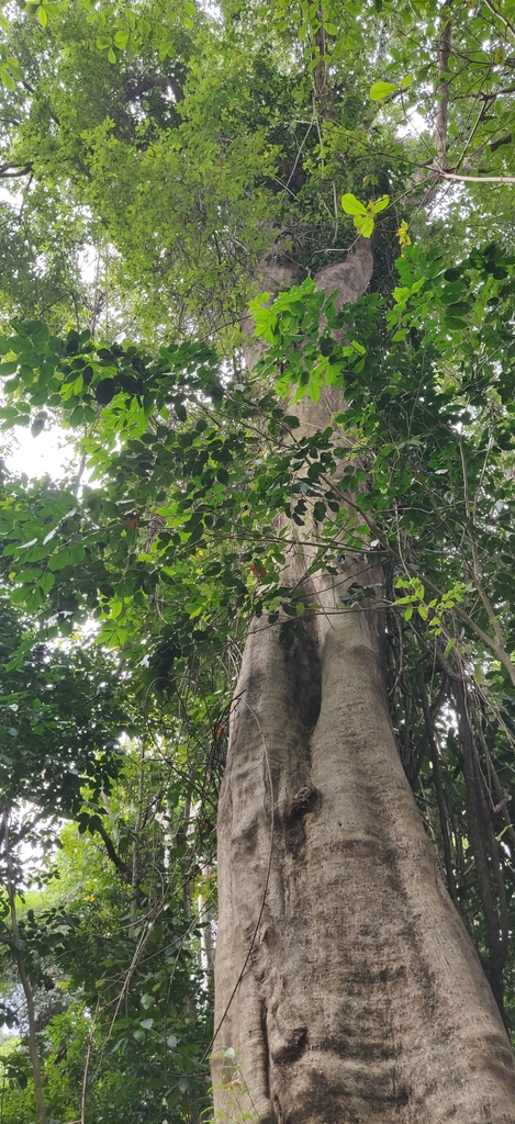 Terminalia citrina (Terminalia citrina)