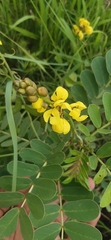 Senna italica
