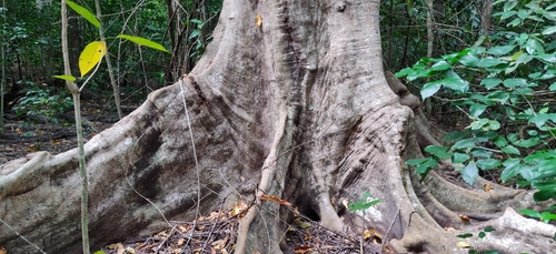 Image of Terminalia citrina by (c) T R Shankar Raman, some rights reserved (CC BY)