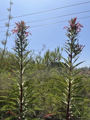 Lobelia excelsa