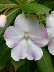 Impatiens sodenii