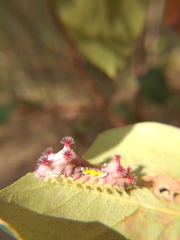 Doratifera vulnerans