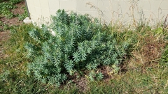 Euphorbia glauca