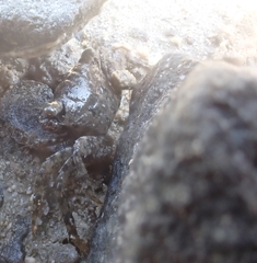 Metopograpsus messor