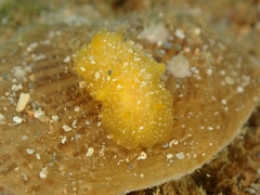 Doriopsis granulosa