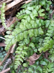 Blechnum filiforme