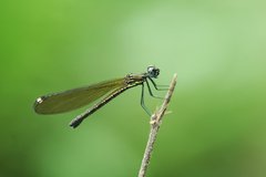 Aristocypha trifasciata