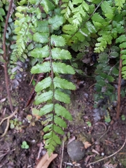 Blechnum filiforme