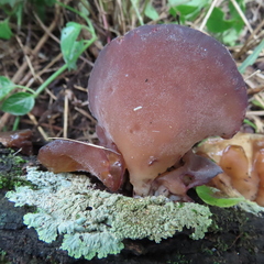 Auricularia auricula-judae