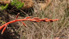 Gasteria nitida armstrongii