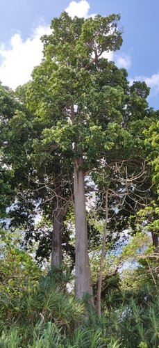 Andaman bullet-wood (Manilkara littoralis)
